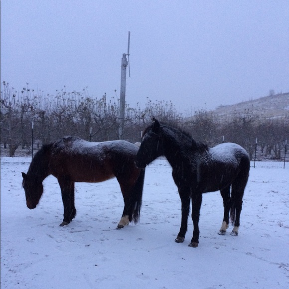 Meet your Posher, Nicole - Picture 1 of 2